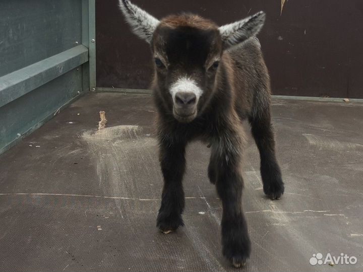 Камерунские козлята