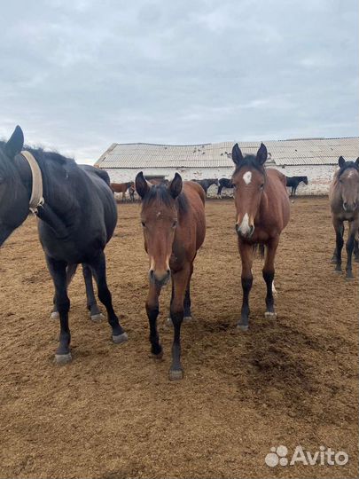 Продажа - обмен овец, лошадей, крс
