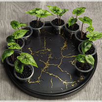 Алоказия Жаклин (Alocasia Jacklynn)