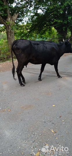 Корова