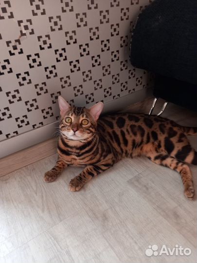 Бенгальский кот вязка