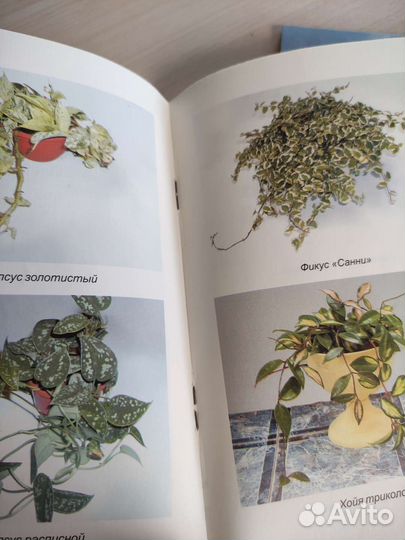 Книги фиалки, бегония, фикусы, монстера