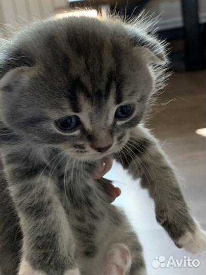 Котята от вислоухой шотландской кошки