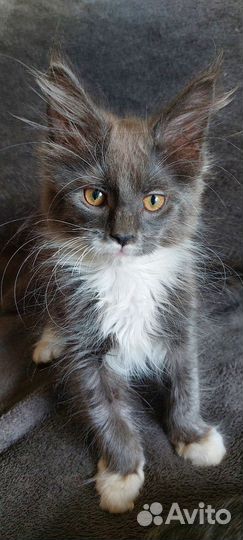 Котята мейн-кун