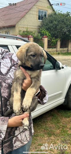 Щенок ищет дом