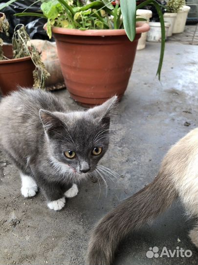 Котята отдам в добрые руки бесплатно