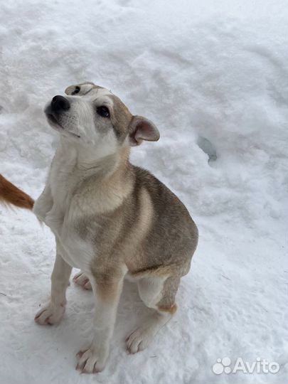 Щенок в добрые руки