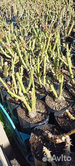 Кусты Роз оптом