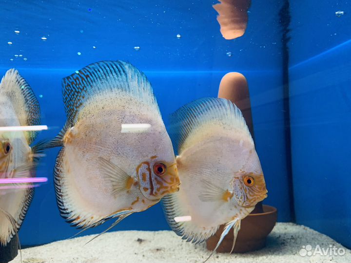 Дискусы Белые -Бабочки