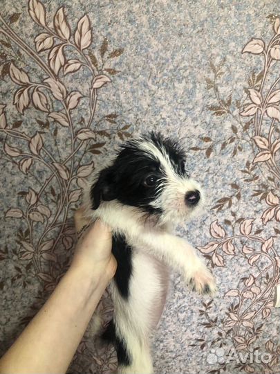 Собака в добрые руки щенок