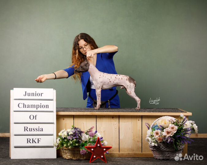 Американский голый терьер - вязка