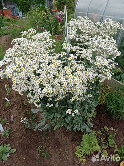 Кануфер, пиретрум бальзамический