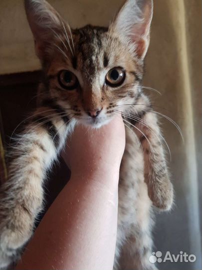 Котята в добрые руки бесплатно