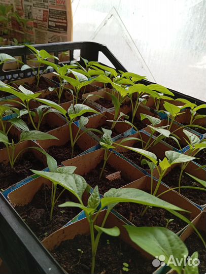 Рассада помидор баклажанов и перцев