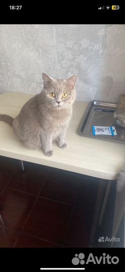 Нашли кошку