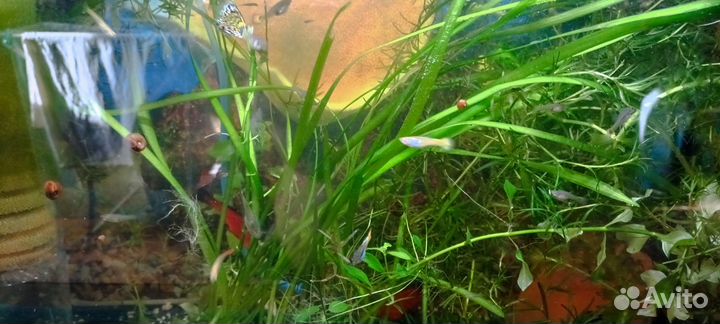 Гуппи разные