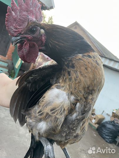 Молодые петухи