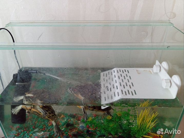 Продам черепах