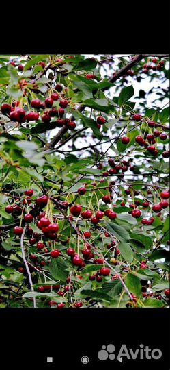 Саженцы вишня