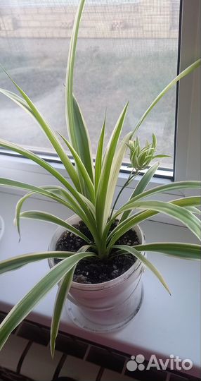 Хлорофитум