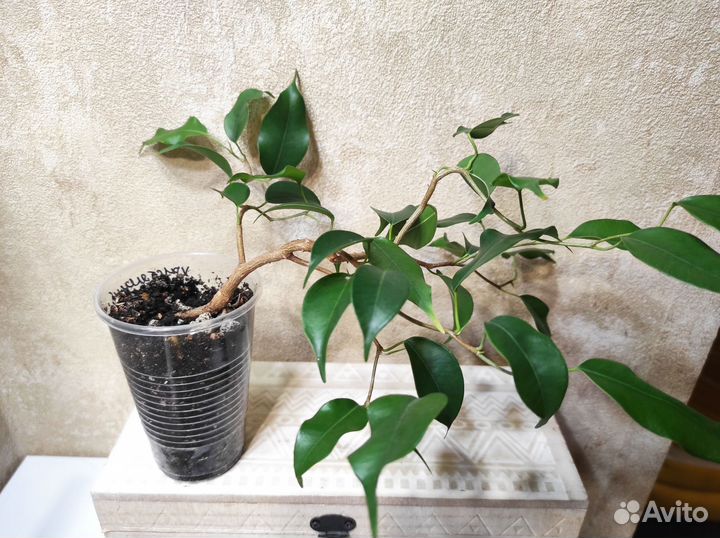 Фикус бенджамина Вианди