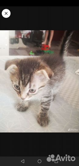 Шотландские вислоухие котята