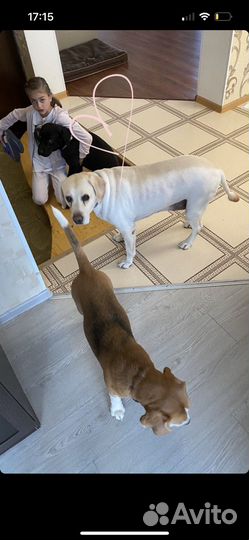 Выгулять собаку