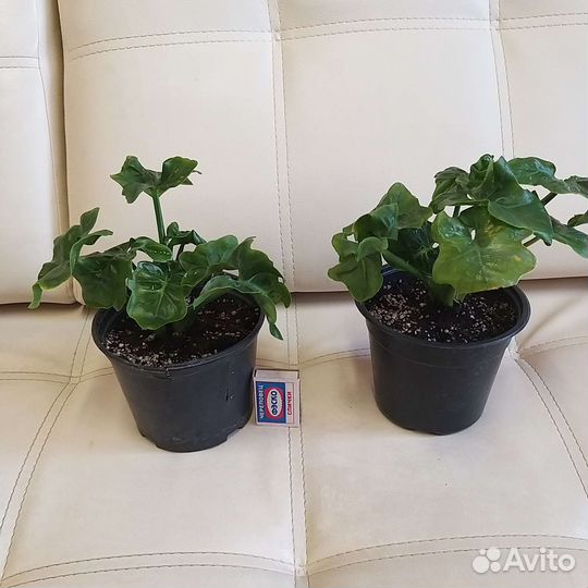 Филодендрон Атом