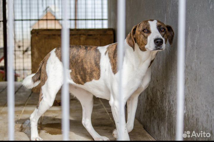 Молоденькая собака