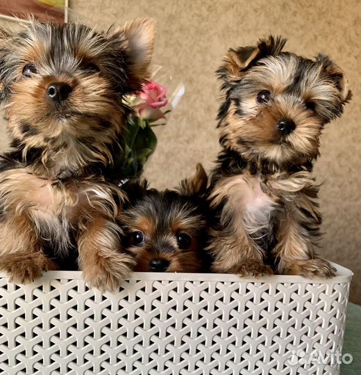 Йокширские терьеры с документами РКФ