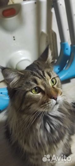 Мейн-кун в добрые руки бесплатно