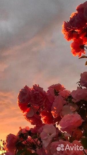 Продавец роз