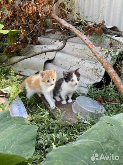 Котята в добрые руки бесплатно