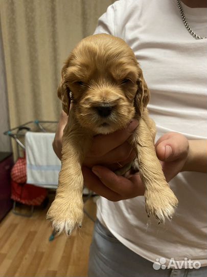 Кокер спаниель