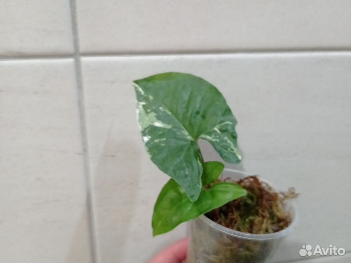 Сингониум моттлед, панда, империал вайт