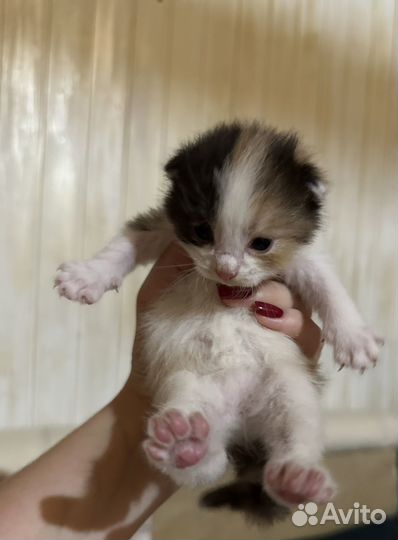 Котята в дар