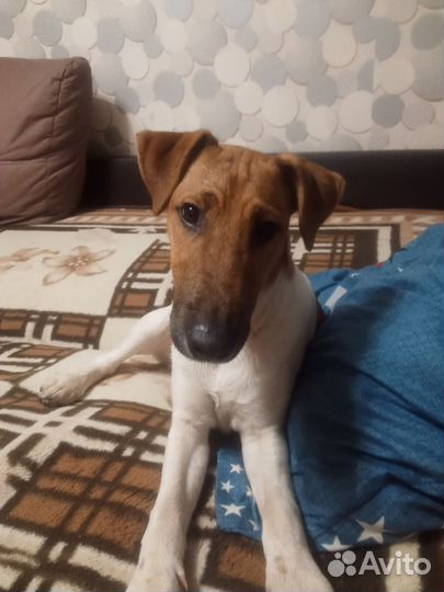 Фокстерьер