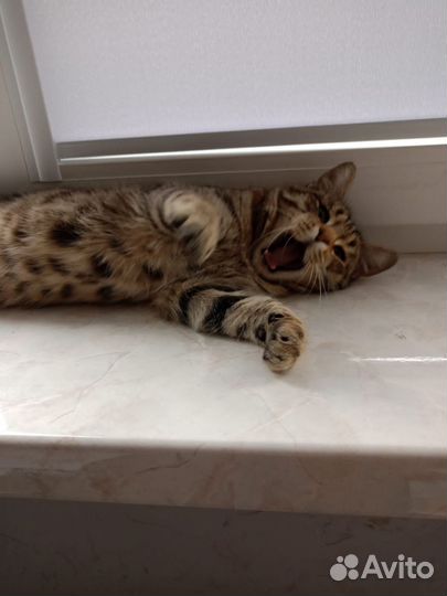Котик молодой в добрые руки