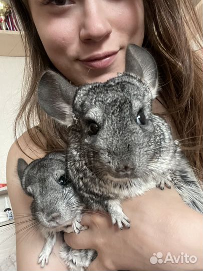 Шиншилла с клеткой