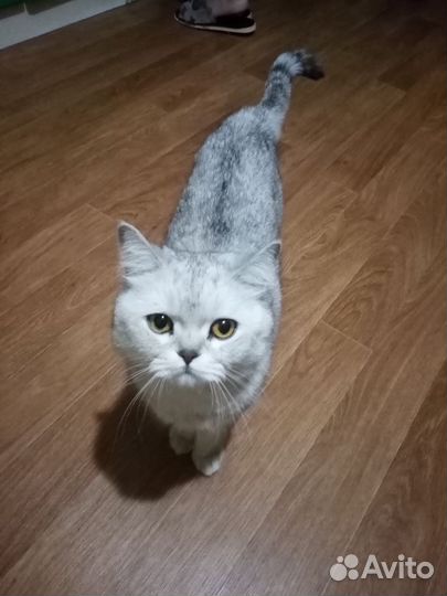 Британская