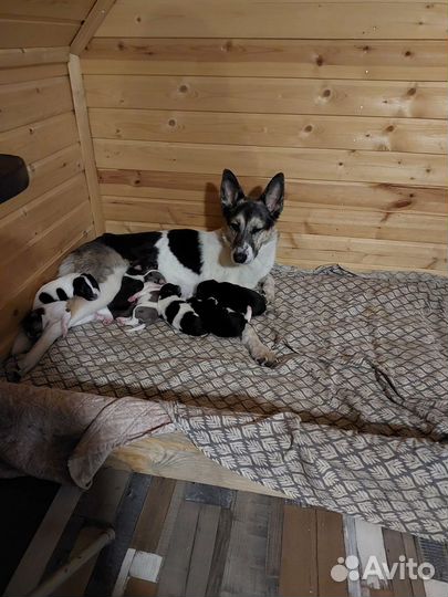 Щенки в добрые руки