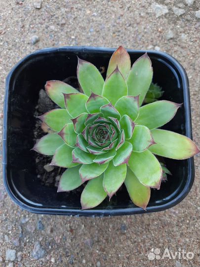 Каменная роза