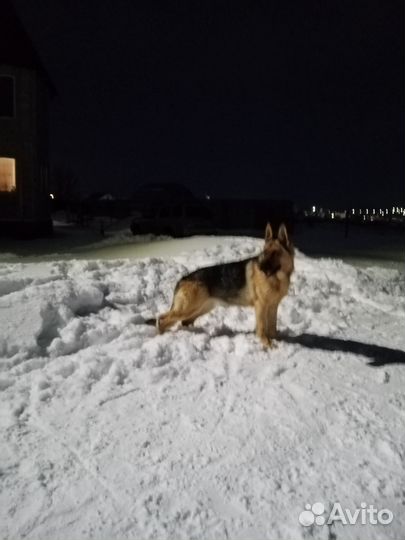 Щенки в добрые руки