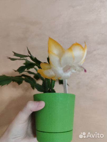 Шлюмбергеры сортовые