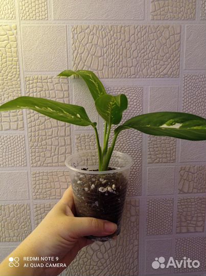 Диффенбахии сортовые