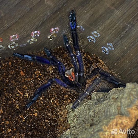 Кормовые насекомые