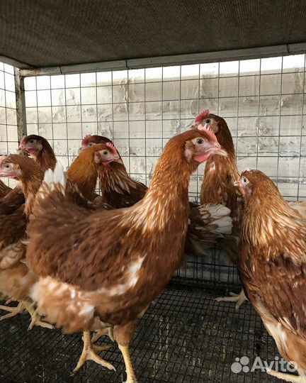 Куры молодки
