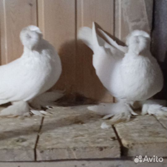 Голуби благодарненские