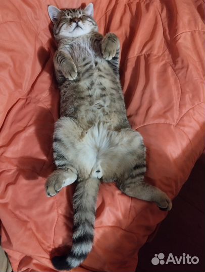 Котёнок парень