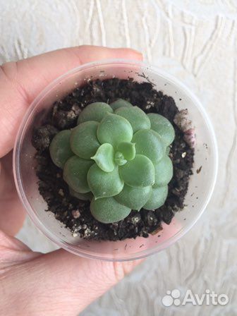 Суккуленты